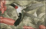 (image for) Ruby Throated Hummingbird